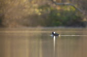 A drake hooded merganser appears very small in the scenery of a calm pond early one morning Hooded Merganser,Waterfowl,brown,duck,early,morning,pond,reflection,scenic,sunlight,water,water level,white,Animal,BIRDS,black,low angle,nature,wildlife