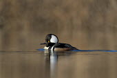 A drake hooded merganser swims along in the early morning sunlight on a calm pond Hooded Merganser,Waterfowl,brown,duck,early,eye,male,morning,reflection,swimming,water,water level,white,BIRDS,animal,black,low angle,wildlife,yellow