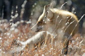 A red fox stands in the tall brown grass on a bright sunny winter day Island Beach State Park,brown,fox,fur,furry,grass (tall),red,red fox,white,winter,Red fox,Vulpes vulpes,Chordates,Chordata,Mammalia,Mammals,Carnivores,Carnivora,Dog, Coyote, Wolf, Fox,Canidae,Renard R