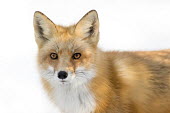 A red fox close portrait against a white snow background Island Beach State Park,cold,fox,fur,orange,red fox,white,winter,Red fox,Vulpes vulpes,Chordates,Chordata,Mammalia,Mammals,Carnivores,Carnivora,Dog, Coyote, Wolf, Fox,Canidae,Renard Roux,Zorro Rojo,ZO