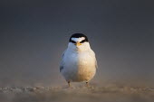 An adult least tern in the early morning sun least tern,tern,terns,New Jersey,adult,beach,early,mean,morning,sand,sunlight,white,Sternula antillarum,BIRDS,Least Tern,animal,black,ground level,low angle,wildlife