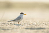 An adult least tern stands on a sandy beach on a bright sunny morning least tern,tern,terns,backlight,beach,brown,grey,sand,white,Sternula antillarum,BIRDS,Least Tern,animal,black,gray,low angle,wildlife,yellow