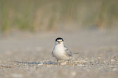 An adult least tern stands on a sandy beach on a bright sunny morning least tern,tern,terns,beach,brown,grey,sand,white,Sternula antillarum,BIRDS,Least Tern,animal,black,gray,low angle,wildlife,yellow