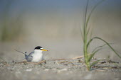 An adult least tern sits on a sandy beach on a bright sunny morning least tern,tern,terns,beach,brown,grass,grey,green,nest,sand,white,Sternula antillarum,BIRDS,Least Tern,animal,black,gray,low angle,wildlife,yellow