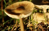 Mushrooms growing amongst grass fungus,fungi,funguses,eukaryotic,mushrooms,mushroom,macro,Fungus