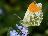 Orange-tip butterfly macro,nature,Animalia,Arthropoda,Insecta,Lepidoptera,butterfly,butterflies,insect,insects,invertebrate,invertebrates,orange tip,anthocharis cardamines,pieridae,pierid,Orange-tip,Anthocharis cardamines