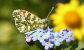 Orange-tip butterfly macro,nature,Animalia,Arthropoda,Insecta,Lepidoptera,butterfly,butterflies,insect,insects,invertebrate,invertebrates,orange tip,anthocharis cardamines,pieridae,pierid,Orange-tip,Anthocharis cardamines