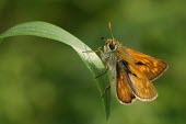 Large skipper butterfly macro,Animalia,Arthropoda,Insecta,Lepidoptera,butterfly,butterflies,insect,insects,invertebrate,invertebrates,skipper,large skipper,hesperiidae,ochlodes faunus,hesperiid,Large skipper,Ochlodes faunus