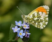 Orange-tip butterfly macro,nature,Animalia,Arthropoda,Insecta,Lepidoptera,butterfly,butterflies,insect,insects,invertebrate,invertebrates,orange tip,anthocharis cardamines,pieridae,pierid,Orange-tip,Anthocharis cardamines