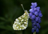 Orange-tip butterfly macro,nature,Animalia,Arthropoda,Insecta,Lepidoptera,butterfly,butterflies,insect,insects,invertebrate,invertebrates,orange tip,anthocharis cardamines,pieridae,pierid,Orange-tip,Anthocharis cardamines