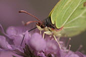 Brimstone butterfly macro,nature,Animalia,Arthropoda,Insecta,Lepidoptera,butterfly,butterflies,insect,insects,invertebrate,invertebrates,brimstone,pieridae,gonepteryx rhamni,pierid,Brimstone,Gonepteryx rhamni,Insects,Whi