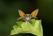 Large skipper butterfly macro,Animalia,Arthropoda,Insecta,Lepidoptera,butterfly,butterflies,insect,insects,invertebrate,invertebrates,skipper,large skipper,hesperiidae,ochlodes faunus,hesperiid,Large skipper,Ochlodes faunus