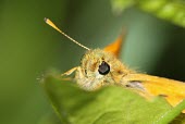 Large skipper butterfly macro,Animalia,Arthropoda,Insecta,Lepidoptera,butterfly,butterflies,insect,insects,invertebrate,invertebrates,skipper,large skipper,hesperiidae,ochlodes faunus,hesperiid,Large skipper,Ochlodes faunus