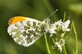 Orange-tip macro,nature,Animalia,Arthropoda,Insecta,Lepidoptera,butterfly,butterflies,insect,insects,invertebrate,invertebrates,orange tip,anthocharis cardamines,pieridae,pierid,Orange-tip,Anthocharis cardamines