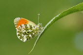 Orange-tip butterfly macro,nature,Animalia,Arthropoda,Insecta,Lepidoptera,butterfly,butterflies,insect,insects,invertebrate,invertebrates,orange tip,anthocharis cardamines,pieridae,pierid,Orange-tip,Anthocharis cardamines