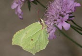 Brimstone butterfly macro,nature,Animalia,Arthropoda,Insecta,Lepidoptera,butterfly,butterflies,insect,insects,invertebrate,invertebrates,brimstone,pieridae,gonepteryx rhamni,pierid,Brimstone,Gonepteryx rhamni,Insects,Whi