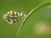 Orange-tip butterfly macro,nature,Animalia,Arthropoda,Insecta,Lepidoptera,butterfly,butterflies,insect,insects,invertebrate,invertebrates,orange tip,anthocharis cardamines,pieridae,pierid,Orange-tip,Anthocharis cardamines