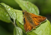 Large skipper butterfly macro,Animalia,Arthropoda,Insecta,Lepidoptera,butterfly,butterflies,insect,insects,invertebrate,invertebrates,skipper,large skipper,hesperiidae,ochlodes faunus,hesperiid,Large skipper,Ochlodes faunus