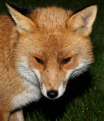 Red Fox Vulpes vulpes Bird photography,Wildlife photography,Red Fox,Vulpes vulpes,carnivore,omnivore,urban fox,image,photograph,wildlife,Not selected