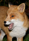 Red Fox Vulpes vulpes Bird photography,Wildlife photography,Red Fox,Vulpes vulpes,carnivore,omnivore,urban fox,image,photograph,wildlife,Not selected