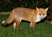 Red Fox Vulpes vulpes Bird photography,Wildlife photography,Red Fox,Vulpes vulpes,carnivore,omnivore,urban fox,image,photograph,wildlife,Not selected