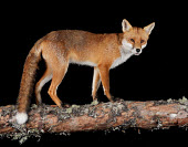 Red Fox Vulpes vulpes Bird photography,Wildlife photography,photograph,image,wildlife,nature,Iain H Leach,www.iainleachphotography.com,Canon,Canon cameras,photography,Canon 1DX,Canon 5D Mk3,beauty,beautiful,beauty in natur