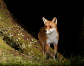 Red Fox Vulpes vulpes Bird photography,Wildlife photography,photograph,image,wildlife,nature,Iain H Leach,www.iainleachphotography.com,Canon,Canon cameras,photography,Canon 1DX,Canon 5D Mk3,beauty,beautiful,beauty in natur