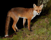 Red Fox Vulpes vulpes Bird photography,Wildlife photography,photograph,image,wildlife,nature,Iain H Leach,www.iainleachphotography.com,Canon,Canon cameras,photography,Canon 1DX,Canon 5D Mk3,beauty,beautiful,beauty in natur