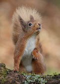 Red squirrel Red Squirrel,Sciurus vulgaris,mammal,rodent,omnivore,squirrel,tail,cute,furry,shallow focus,eating,nuts,arboreal,woodland,woods,forest,Red squirrel,Chordates,Chordata,Squirrels, Chipmunks, Marmots, Pr