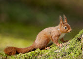 Red squirrel Red Squirrel,Sciurus vulgaris,mammal,rodent,omnivore,squirrel,tail,cute,furry,shallow focus,eating,nuts,arboreal,woodland,woods,forest,Red squirrel,Chordates,Chordata,Squirrels, Chipmunks, Marmots, Pr