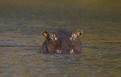 Hippopotamus peeking from the Lunga River Africa,Busanga Plains,Kafue,Lunga,mammal,National Park,River,Zambia,hippopotamus,hippo,hippos,herbivores,herbivore,vertebrate,mammals,terrestrial,African,savanna,savannah,safari,semi-aquatic,amphibiou