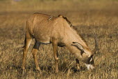 Roan antelope, Busanga plains Africa,Busanga Plains,Kafue,mammal,National Park,Roan Antelope,Zambia,antelope,antelopes,herbivores,herbivore,vertebrate,mammals,terrestrial,ungulate,Roan antelope,Hippotragus equinus,Chordates,Chorda