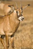 Roan antelope, Busanga plains Africa,Busanga Plains,Kafue,mammal,National Park,Roan Antelope,Zambia,antelope,antelopes,herbivores,herbivore,vertebrate,mammals,terrestrial,ungulate,Roan antelope,Hippotragus equinus,Chordates,Chorda