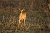 Puku on the savannah in soft light Africa,Busanga Plains,Kafue,mammal,National Park,Puku,Zambia,antelope,antelopes,herbivores,herbivore,vertebrate,mammals,savannah,savanna,Kobus vardonii,Even-toed Ungulates,Artiodactyla,Bovidae,Bison,