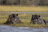 Hippopotamus in the flooded Busanga plains of Zambia Africa,Busanga Plains,Kafue,mammal,National Park,Zambia,hippopotamus,hippo,hippos,herbivores,herbivore,vertebrate,mammals,terrestrial,African,savanna,savannah,safari,semi-aquatic,amphibious mammal,amp