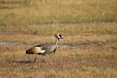 Grey crowned-crane wading through flooded plains Africa,Bird,Busanga Plains,Crane,Grey Crowned Crane,Kafue,National Park,Zambia,Grey crowned-crane,Balearica regulorum,Chordates,Chordata,Gruidae,Aves,Birds,Gruiformes,Rails and Cranes,southern crowned