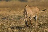 Roan antelope, Busanga plains Africa,Busanga Plains,Kafue,mammal,National Park,Roan Antelope,Zambia,antelope,antelopes,herbivores,herbivore,vertebrate,mammals,terrestrial,ungulate,Roan antelope,Hippotragus equinus,Chordates,Chorda