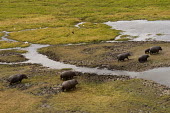 A crash of hippopotamus on the Busanga plains, Zambia Aerial view,Africa,Busanga Plains,Kafue,mammal,National Park,Zambia,hippopotamus,hippo,hippos,herbivores,herbivore,vertebrate,mammals,terrestrial,African,savanna,savannah,safari,semi-aquatic,amphibiou