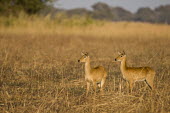 A pair of puku on the Busanga plains Africa,Busanga Plains,Kafue,mammal,National Park,Puku,Zambia,antelope,antelopes,herbivores,herbivore,vertebrate,mammals,Kobus vardonii,Even-toed Ungulates,Artiodactyla,Bovidae,Bison, Cattle, Sheep, Go