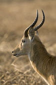 Puku portrait Africa,Busanga Plains,Kafue,mammal,National Park,Puku,Zambia,antelope,antelopes,herbivores,herbivore,vertebrate,mammals,shallow focus,portrait,Kobus vardonii,Even-toed Ungulates,Artiodactyla,Bovidae,B