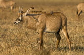 Roan antelope being groomed by oxpeckers Africa,Busanga Plains,Kafue,mammal,National Park,Roan Antelope,Zambia,antelope,antelopes,herbivores,herbivore,vertebrate,mammals,terrestrial,ungulate,Roan antelope,Hippotragus equinus,Chordates,Chorda