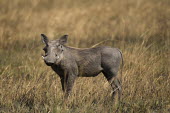 Desert warthog Africa,Busanga Plains,Kafue,mammal,National Park,Warthog,Zambia,Animalia,Chordata,Mammalia,Cetartiodactyla,Suidae,Phacochoerus aethiopicus,Desert warthog,Cape warthog,Somali warthog,tusks