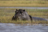 Hippopotamus in the flooded Busanga plains of Zambia Africa,Busanga Plains,Kafue,mammal,National Park,Zambia,hippopotamus,hippo,hippos,herbivores,herbivore,vertebrate,mammals,terrestrial,African,savanna,savannah,safari,semi-aquatic,amphibious mammal,amp