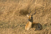 Puku resting in the grass Africa,Busanga Plains,Kafue,mammal,National Park,Puku,Zambia,antelope,antelopes,herbivores,herbivore,vertebrate,mammals,Kobus vardonii,Even-toed Ungulates,Artiodactyla,Bovidae,Bison, Cattle, Sheep, Go