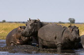 Hippopotamus in the flooded Busanga plains of Zambia Africa,Busanga Plains,Kafue,mammal,National Park,Zambia,hippopotamus,hippo,hippos,herbivores,herbivore,vertebrate,mammals,terrestrial,African,savanna,savannah,safari,semi-aquatic,amphibious mammal,amp