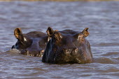 A pair of hippopotamus Africa,Busanga Plains,Kafue,mammal,National Park,Zambia,hippopotamus,hippo,hippos,herbivores,herbivore,vertebrate,mammals,terrestrial,African,savanna,savannah,safari,semi-aquatic,amphibious mammal,amp