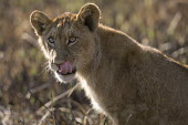 Lion cub licking it's lips Africa,Busanga Plains,Kafue,lion,cat,cats,feline,felidae,predator,carnivore,big cat,big cats,lions,apex,vertebrate,mammal,mammals,terrestrial,African,savanna,savannah,Lioness,National Park,Zambia,cub,