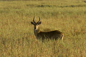 Red lechwe, a sub-species of Southern lechwe Africa,Busanga Plains,Kafue,mammal,National Park,Red Lechwe,Zambia,Animalia,Chordata,Mammalia,Cetartiodactyla,Bovidae,Kobus leche,Kobus leche leche,Red lechwe