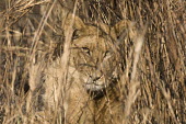 Lion cub hidden in tall grass Africa,Busanga Plains,Kafue,lion,cat,cats,feline,felidae,predator,carnivore,big cat,big cats,lions,apex,vertebrate,mammal,mammals,terrestrial,African,savanna,savannah,Lioness,National Park,Zambia,Lion