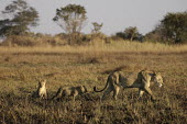 Lioness and cubs Africa,Busanga Plains,Kafue,lion,cat,cats,feline,felidae,predator,carnivore,big cat,big cats,lions,apex,vertebrate,mammal,mammals,terrestrial,African,savanna,savannah,Lioness,National Park,Zambia,cub,